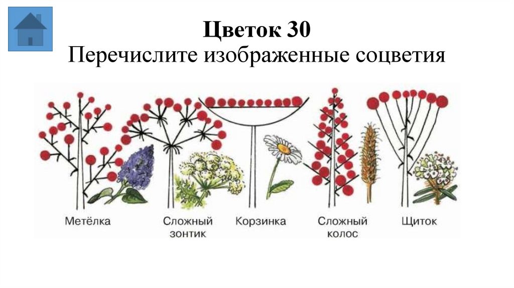 Цветок 30 Перечислите изображенные соцветия