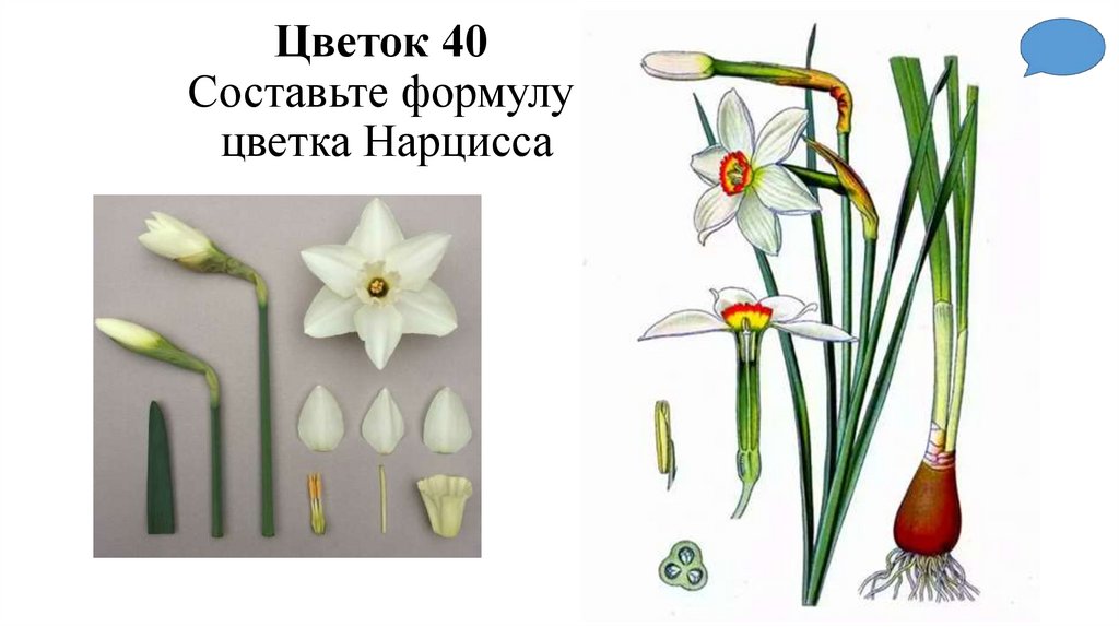 Цветок 40 Составьте формулу цветка Нарцисса