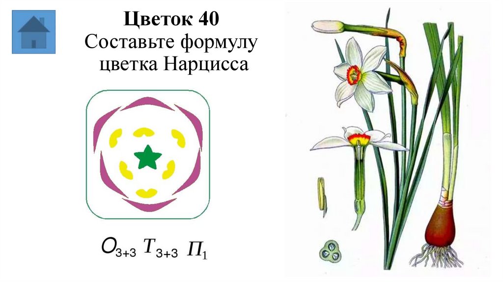 Цветок 40 Составьте формулу цветка Нарцисса