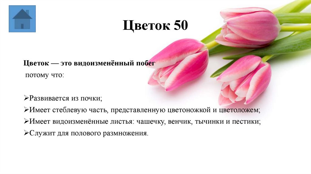 Цветок 50