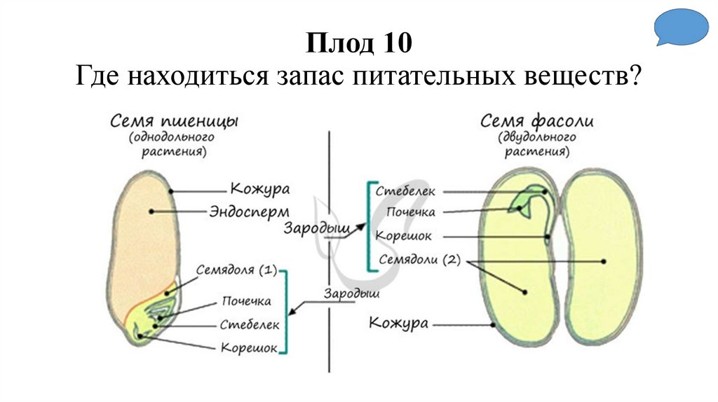 Плод 10 Где находиться запас питательных веществ?