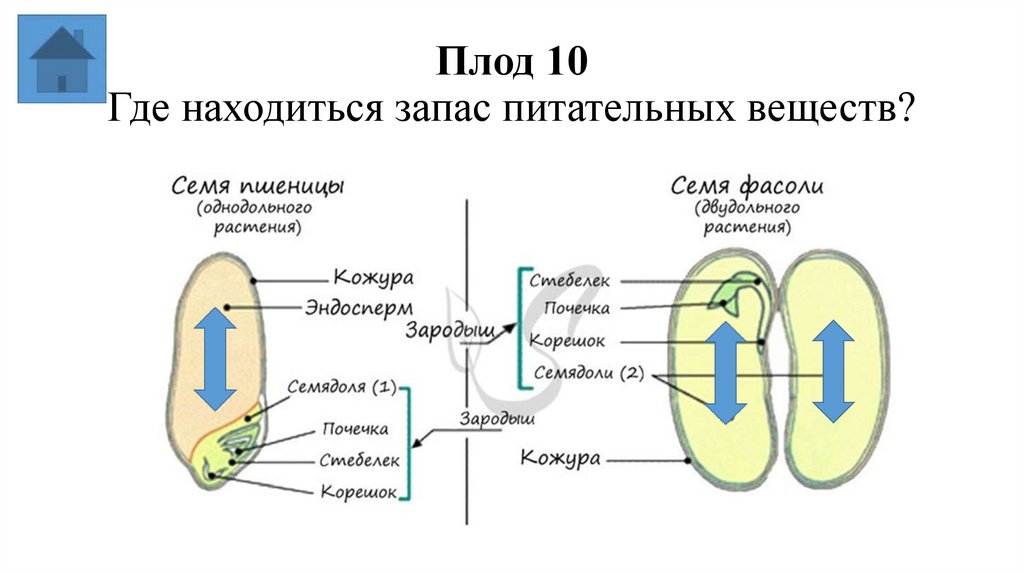 Плод 10 Где находиться запас питательных веществ?