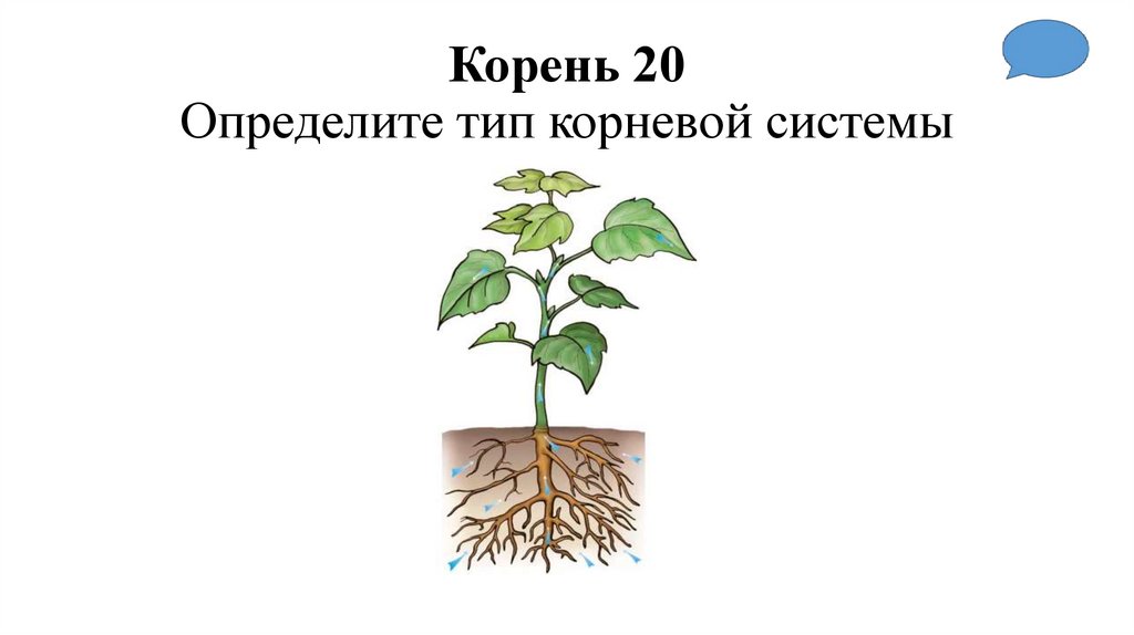 Корень 20 Определите тип корневой системы