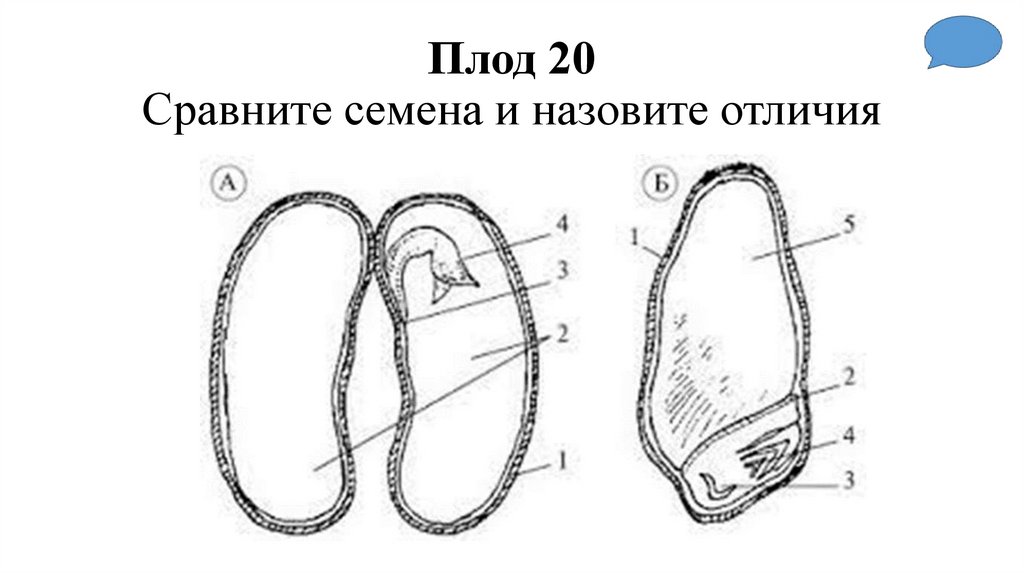 Плод 20 Сравните семена и назовите отличия