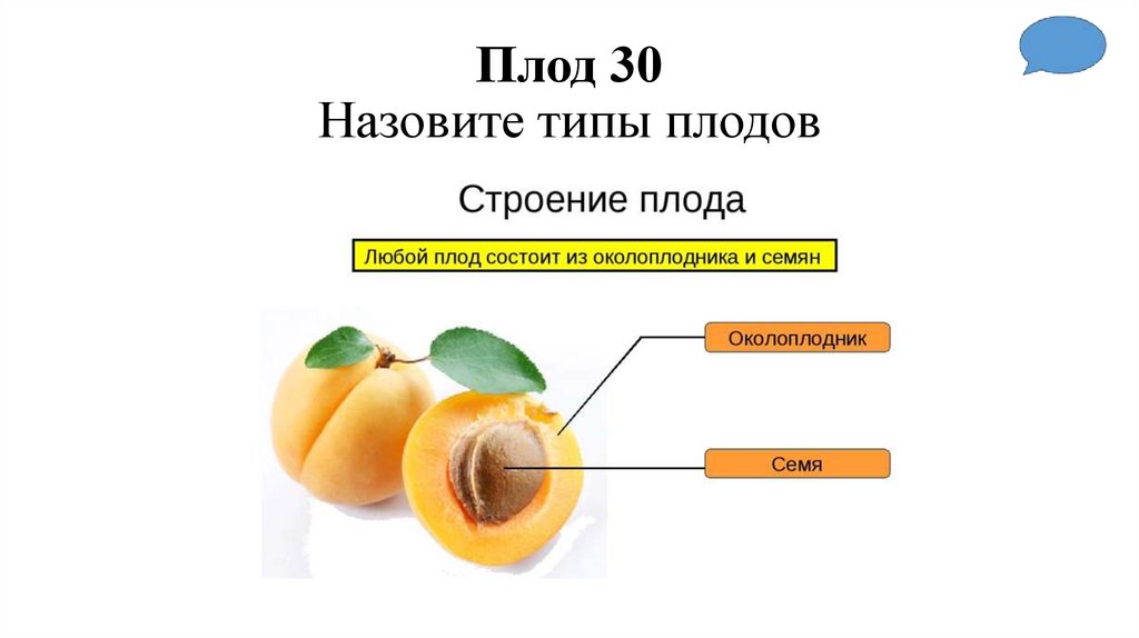 Плод 30 Назовите типы плодов