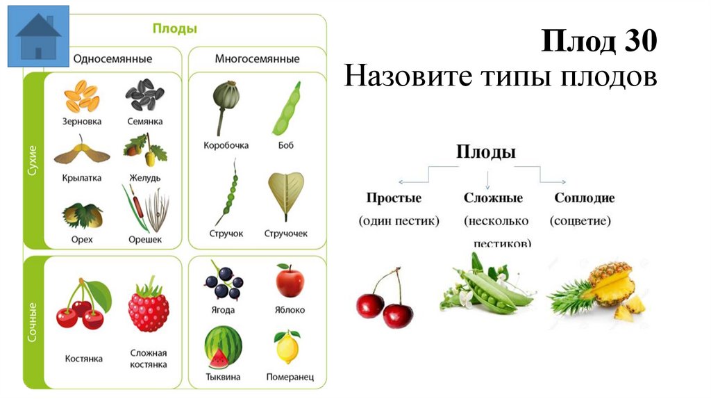 Плод 30 Назовите типы плодов