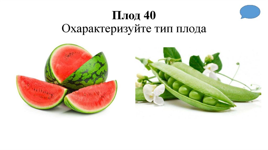 Плод 40 Охарактеризуйте тип плода