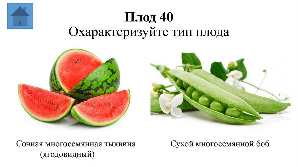 Плод 40 Охарактеризуйте тип плода