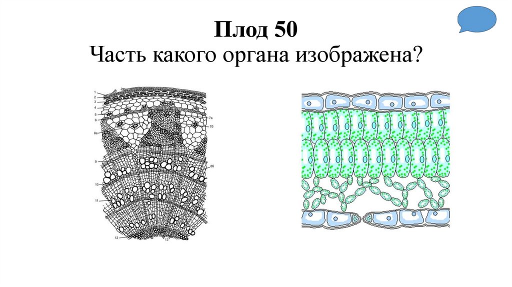 Плод 50 Часть какого органа изображена?
