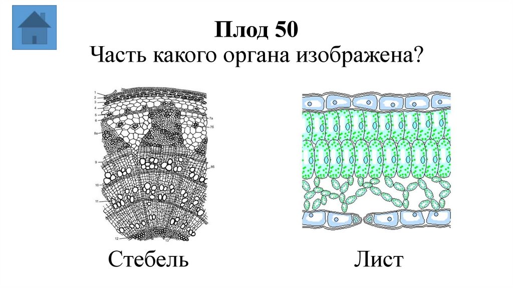 Плод 50 Часть какого органа изображена?