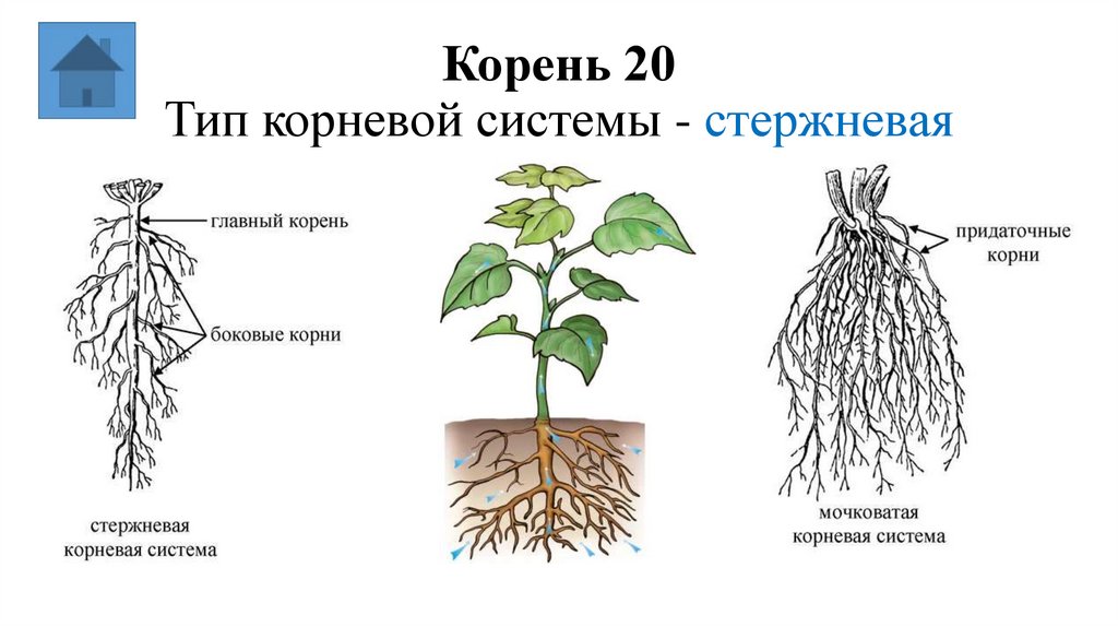 Корень 20 Тип корневой системы - стержневая