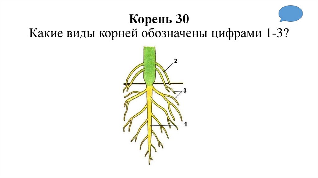 Корень 30 Какие виды корней обозначены цифрами 1-3?