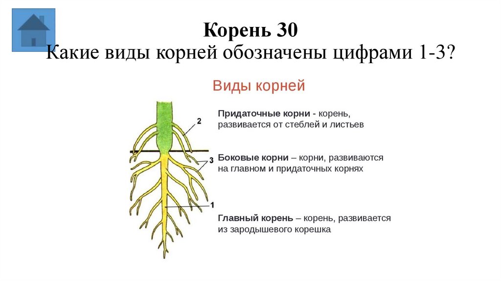 Корень 30 Какие виды корней обозначены цифрами 1-3?
