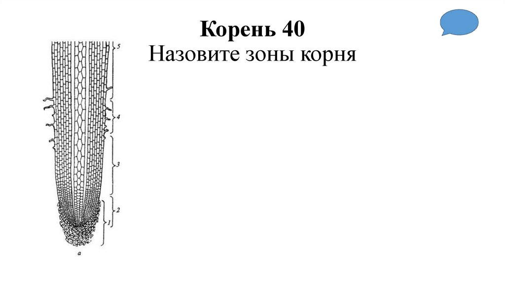 Корень 40 Назовите зоны корня