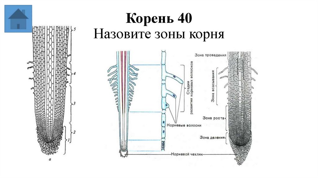 Корень 40 Назовите зоны корня