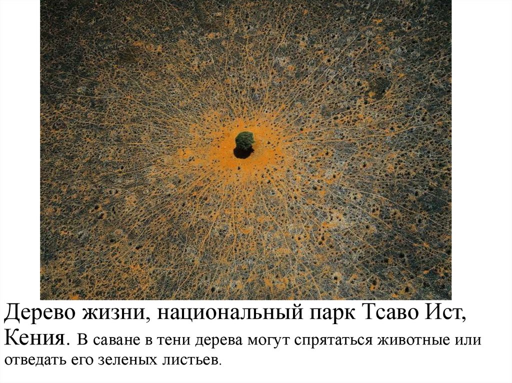 Дерево жизни, национальный парк Тсаво Ист, Кения. В саване в тени дерева могут спрятаться животные или отведать его зеленых