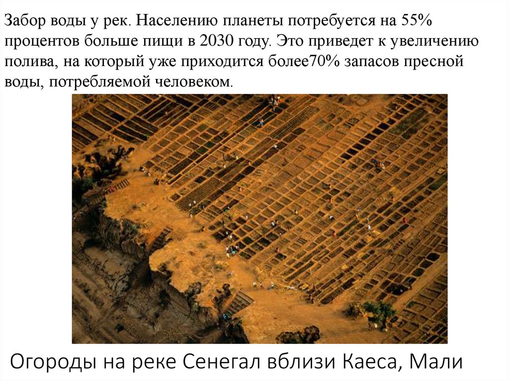 Огороды на реке Сенегал вблизи Каеса, Мали
