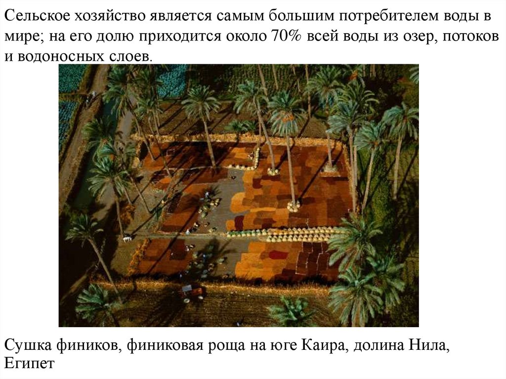 Сушка фиников, финиковая роща на юге Каира, долина Нила, Египет