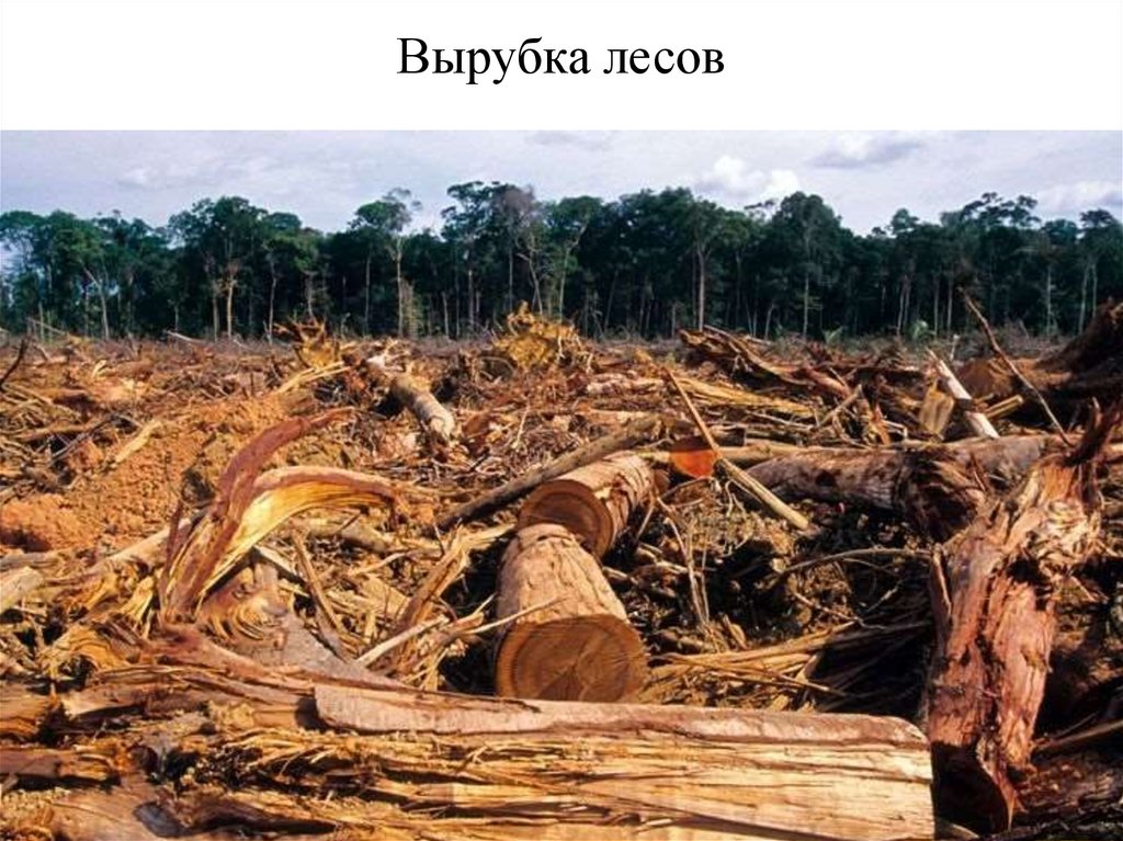 Вырубка лесов