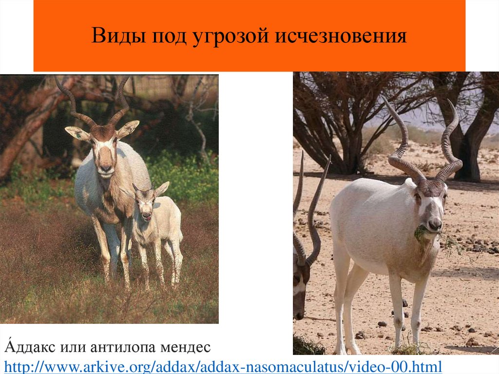 Виды под угрозой исчезновения