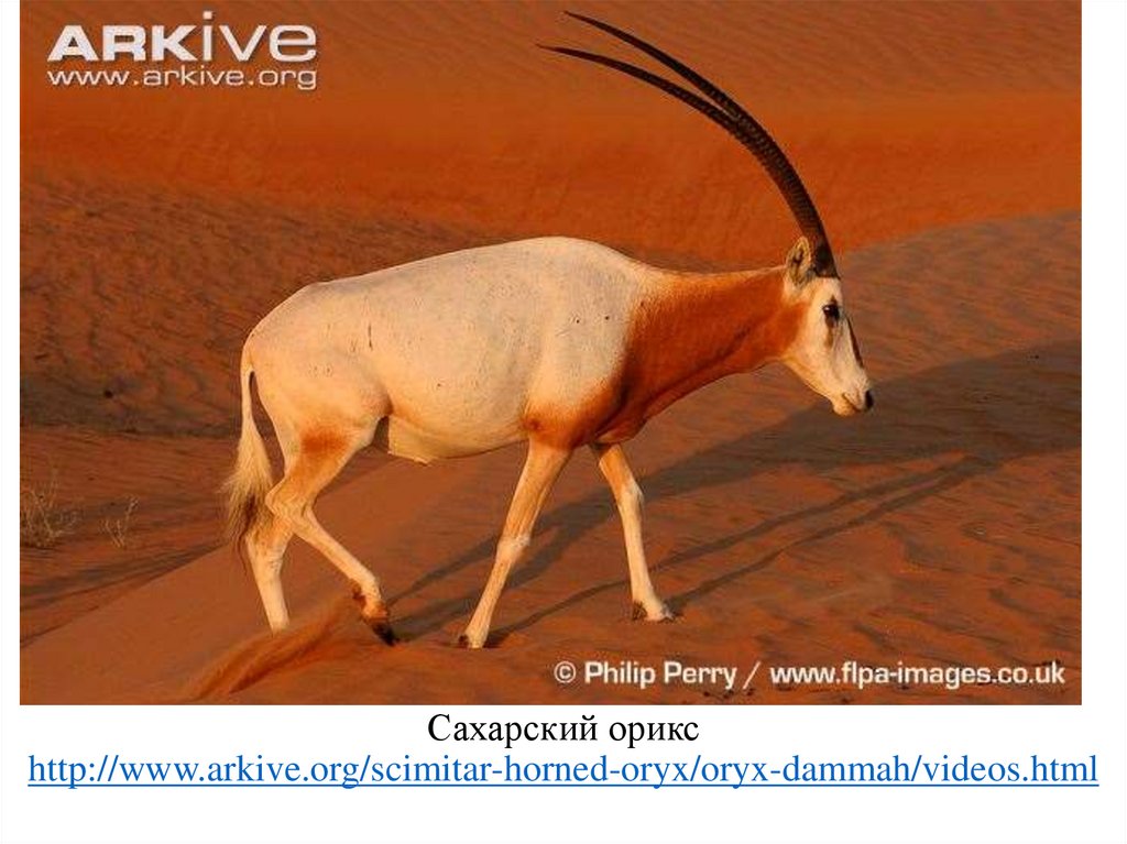 Сахарский орикс http://www.arkive.org/scimitar-horned-oryx/oryx-dammah/videos.html