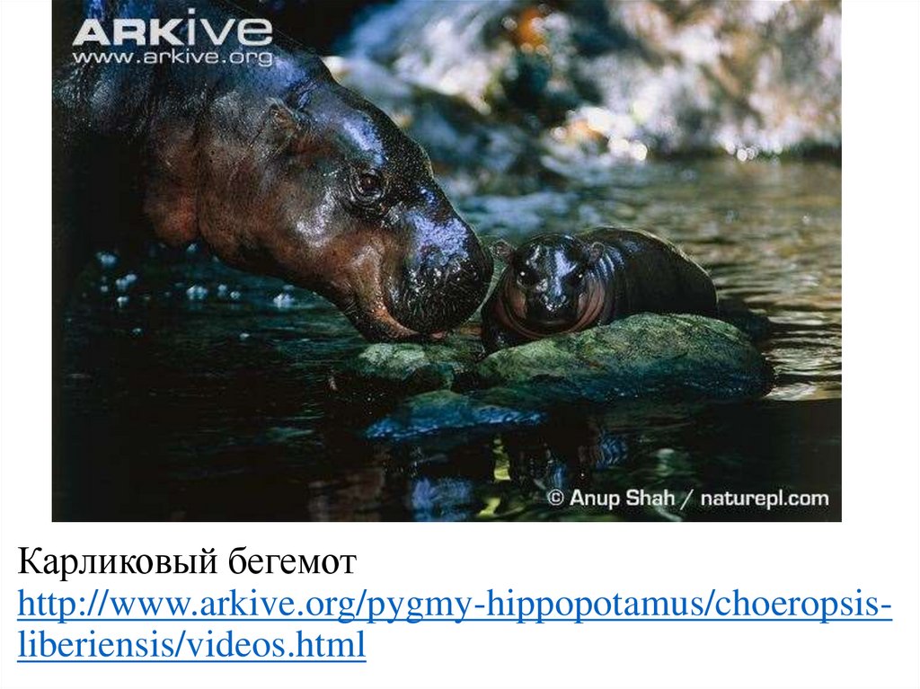 Карликовый бегемот http://www.arkive.org/pygmy-hippopotamus/choeropsis-liberiensis/videos.html