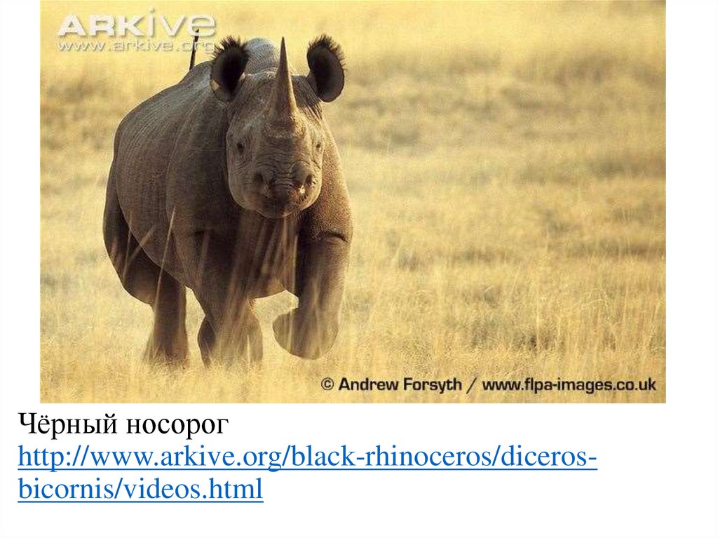 Чёрный носорог http://www.arkive.org/black-rhinoceros/diceros-bicornis/videos.html