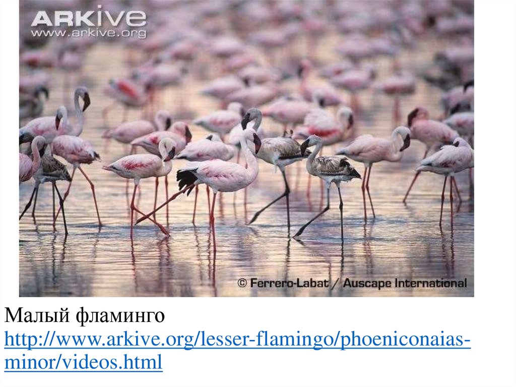 Малый фламинго http://www.arkive.org/lesser-flamingo/phoeniconaias-minor/videos.html