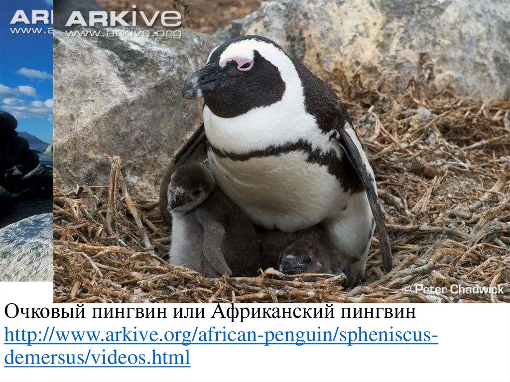Очковый пингвин или Африканский пингвин http://www.arkive.org/african-penguin/spheniscus-demersus/videos.html