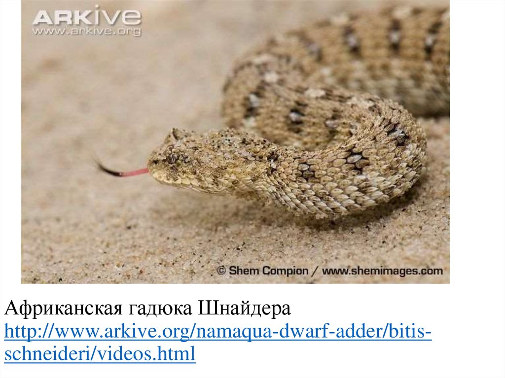 Африканская гадюка Шнайдера http://www.arkive.org/namaqua-dwarf-adder/bitis-schneideri/videos.html