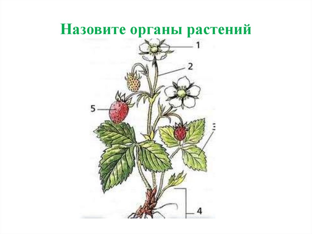 Назовите органы растений