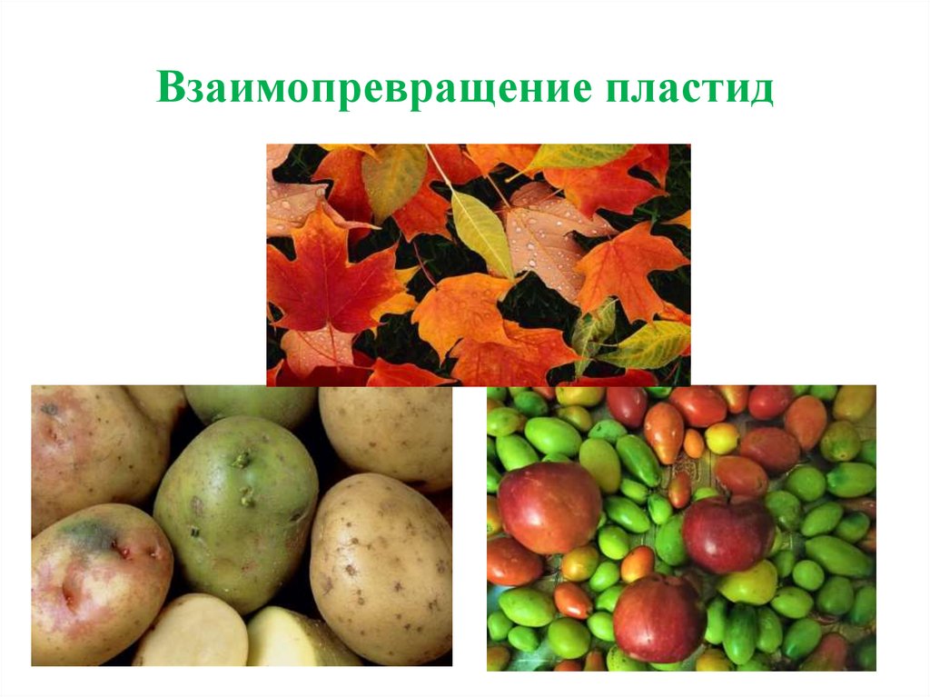 Взаимопревращение пластид