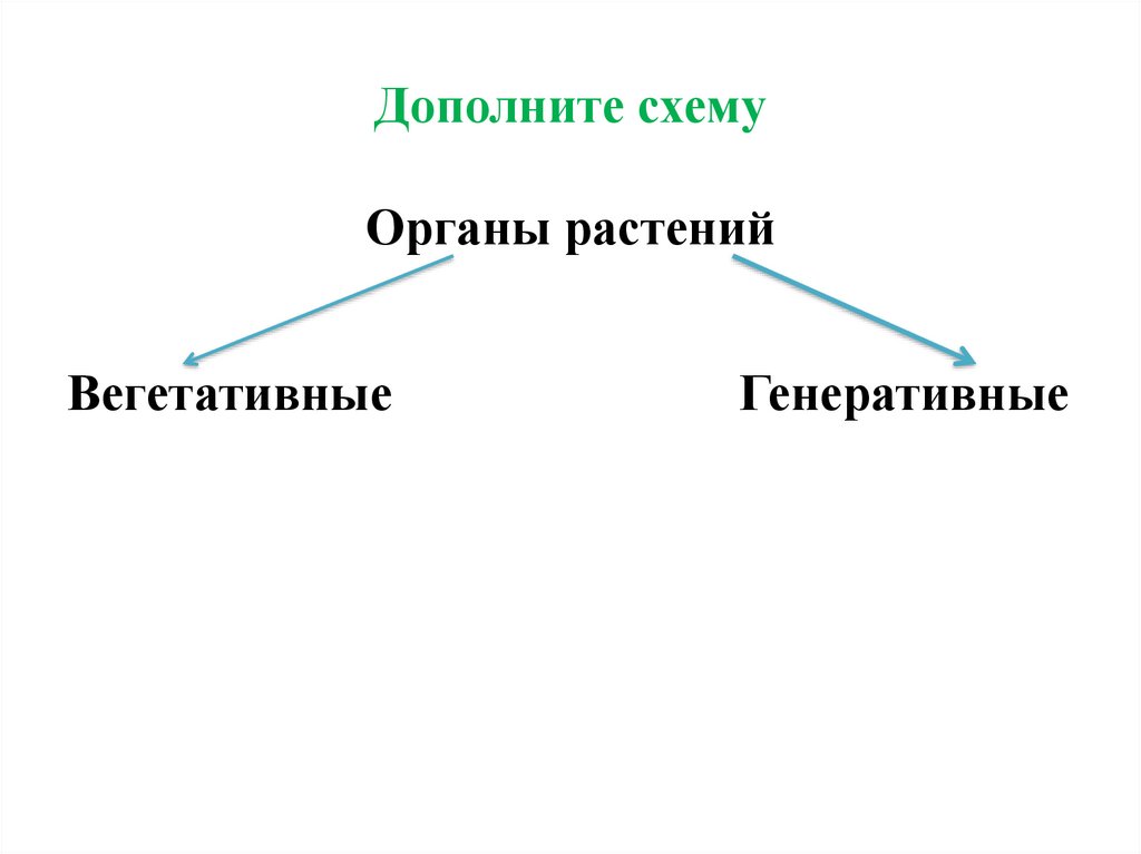 Дополните схему Органы растений