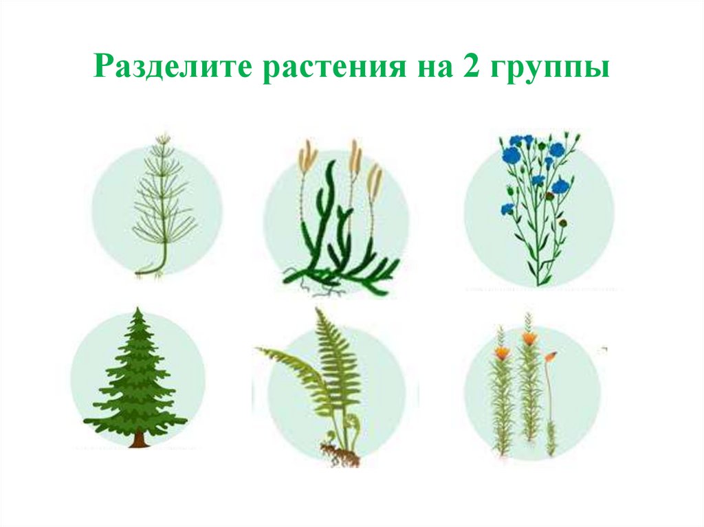 Разделите растения на 2 группы