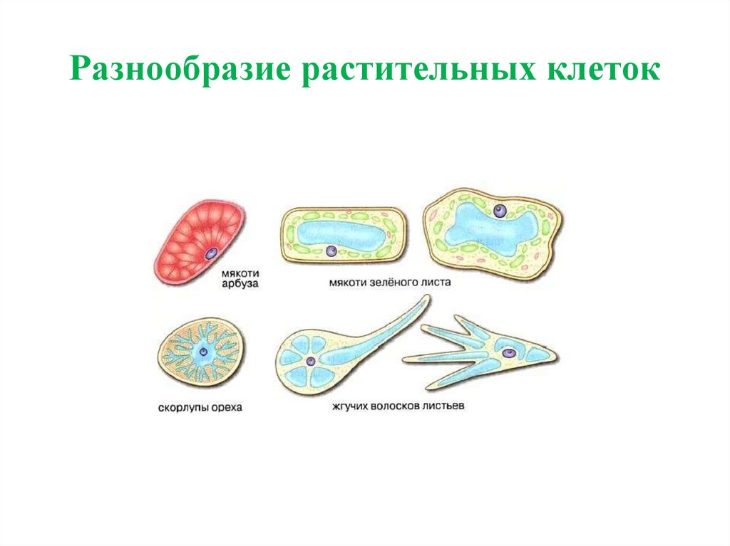 Разнообразие растительных клеток