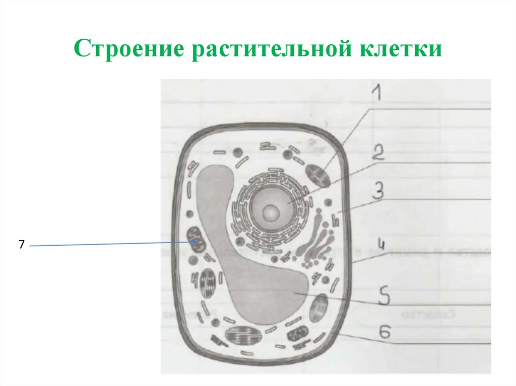 Строение растительной клетки