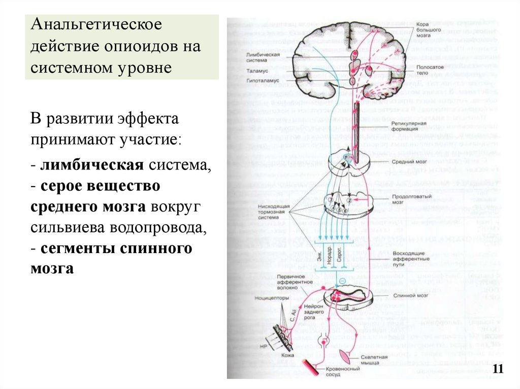 Анальгетическое действие опиоидов на системном уровне
