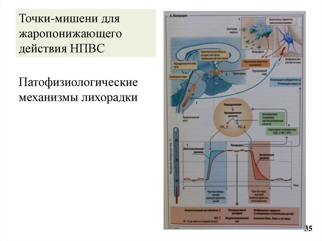 Точки-мишени для жаропонижающего действия НПВС