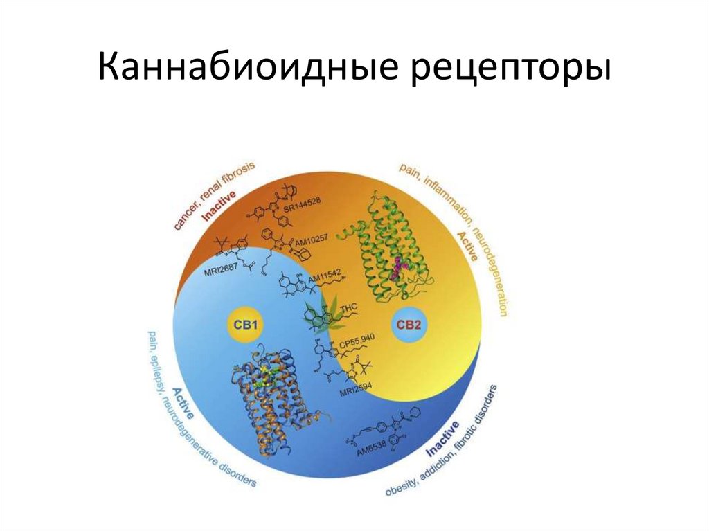 Каннабиоидные рецепторы