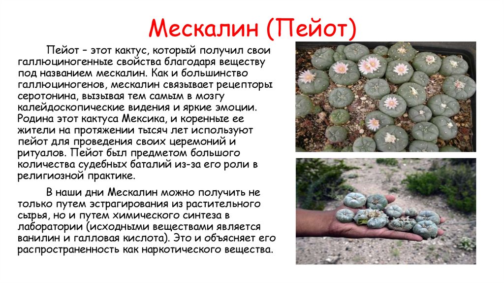 Мескалин (Пейот)