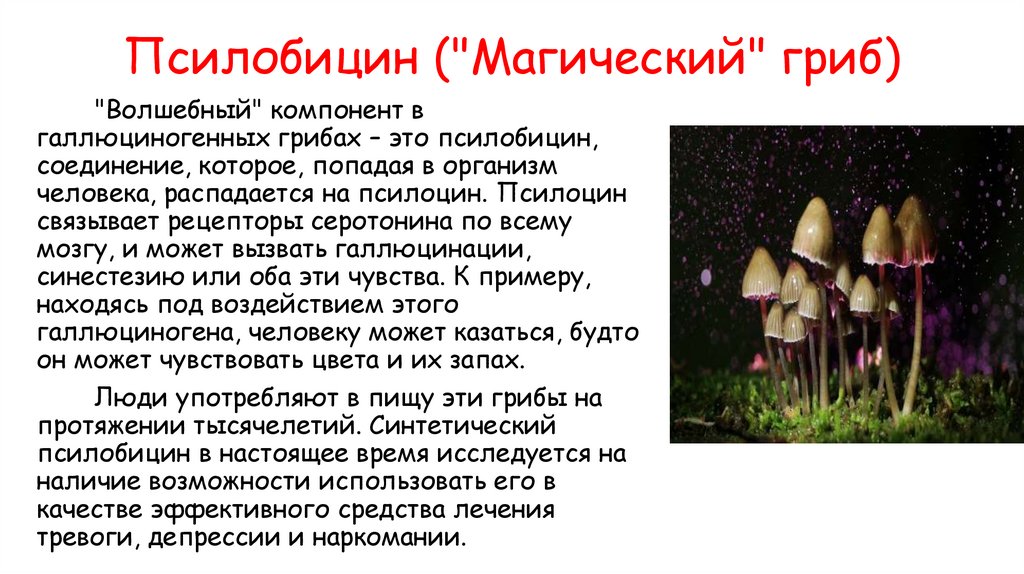 Псилобицин ("Магический" гриб)