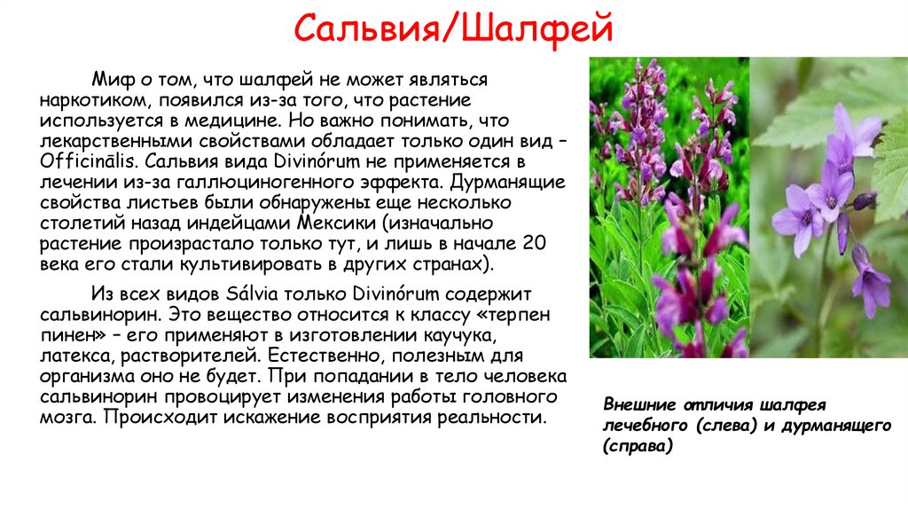 Сальвия/Шалфей