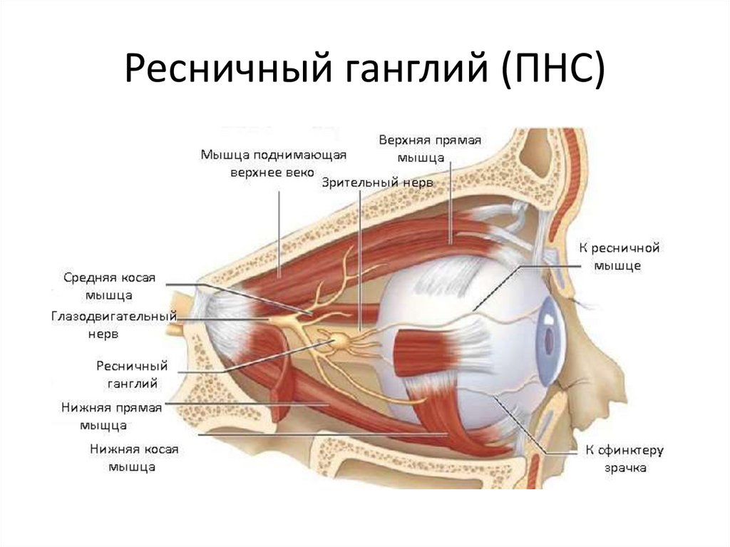 Ресничный ганглий (ПНС)