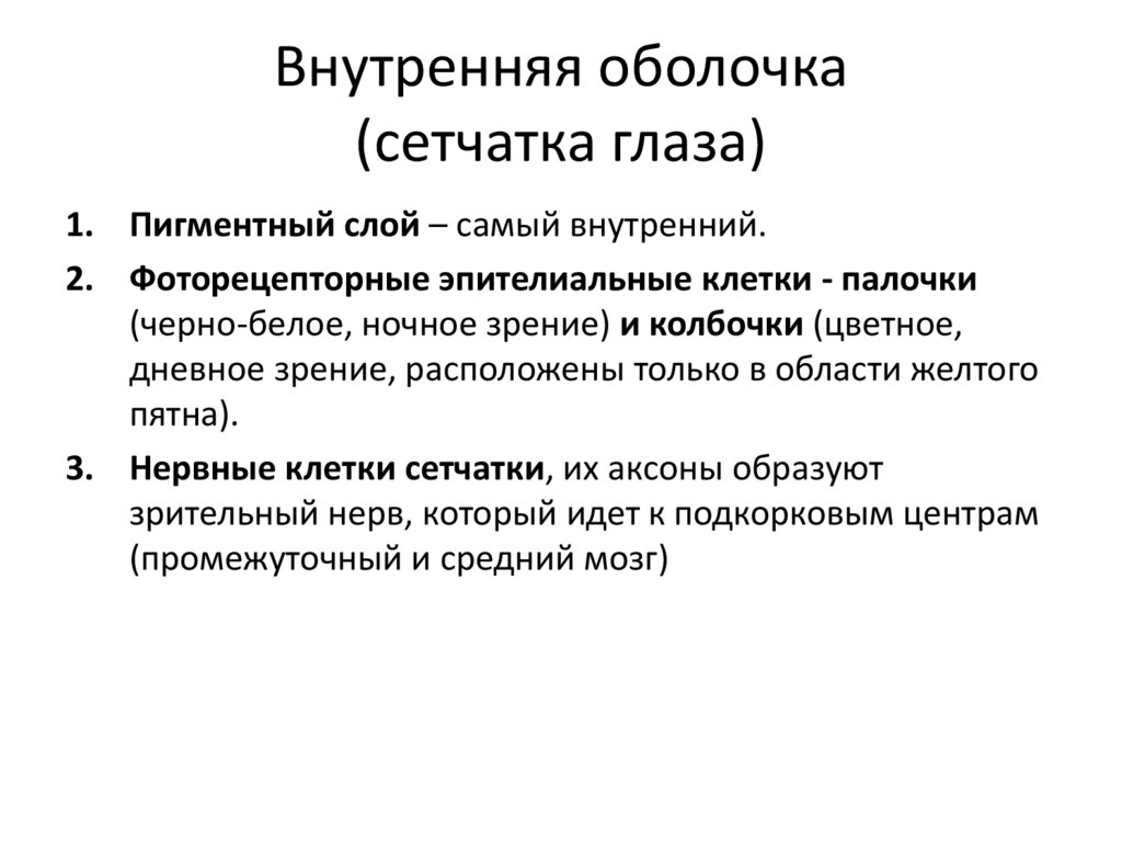 Внутренняя оболочка (сетчатка глаза)