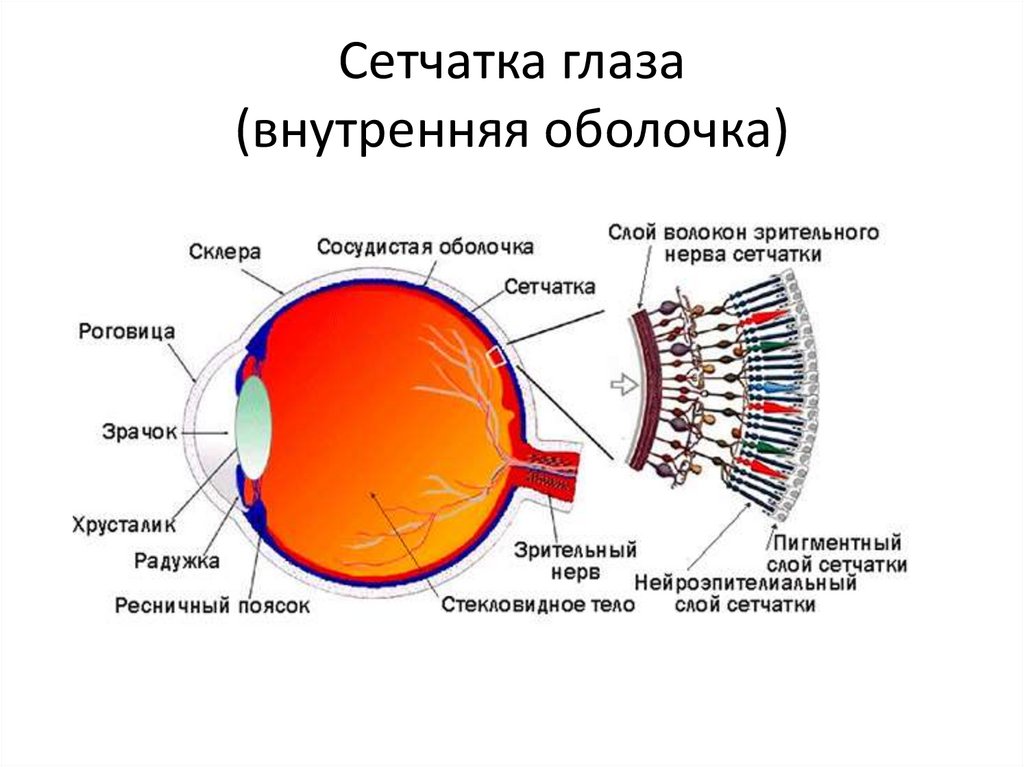 Сетчатка глаза (внутренняя оболочка)