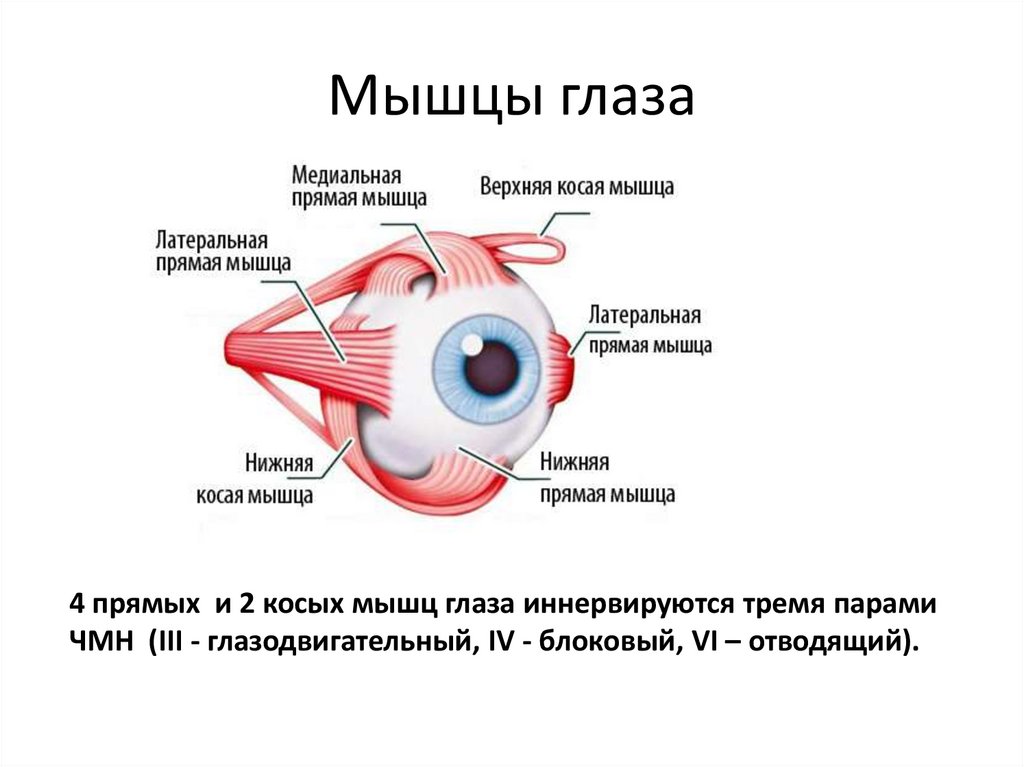 Мышцы глаза