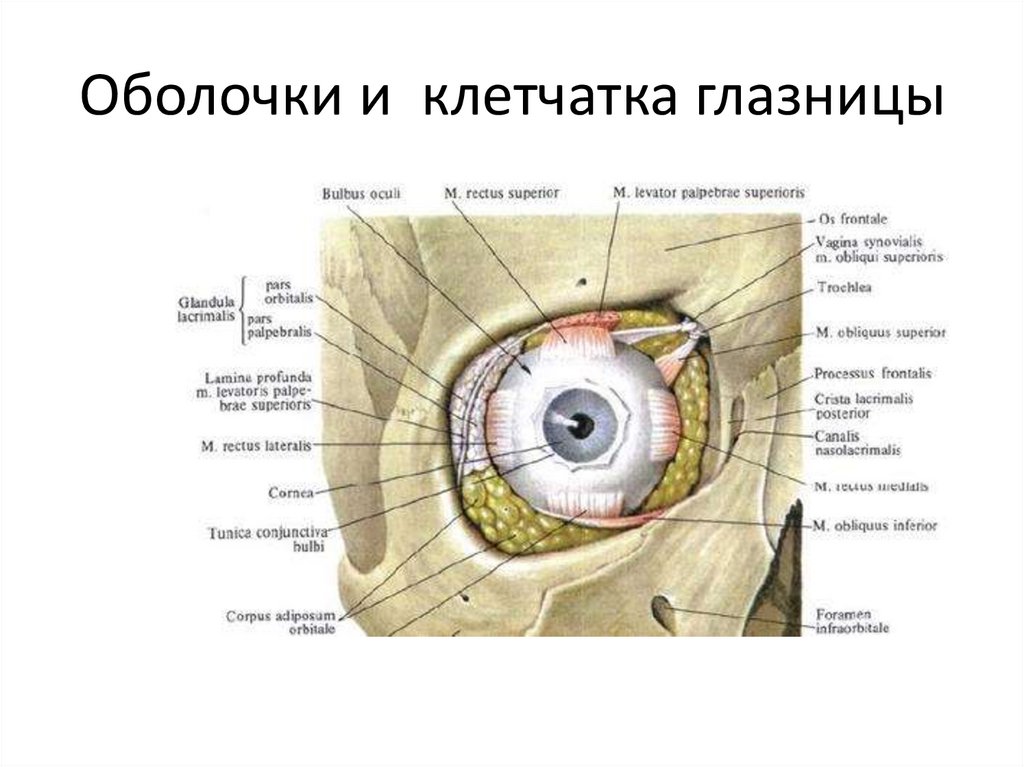 Оболочки и клетчатка глазницы