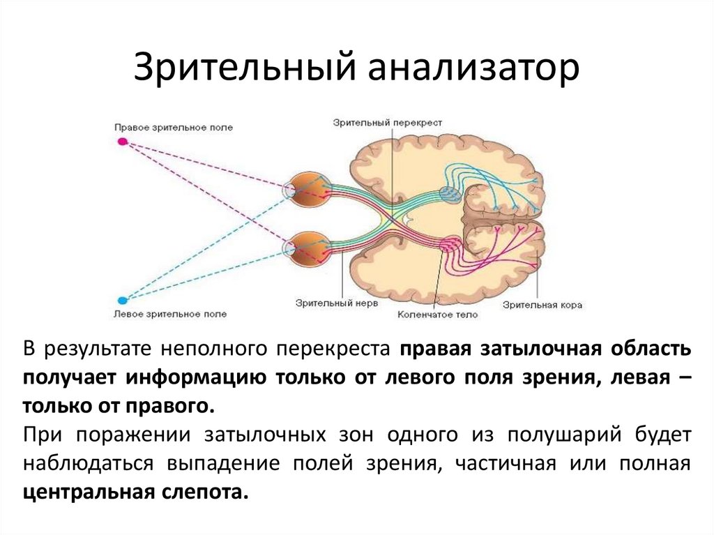 Зрительный анализатор