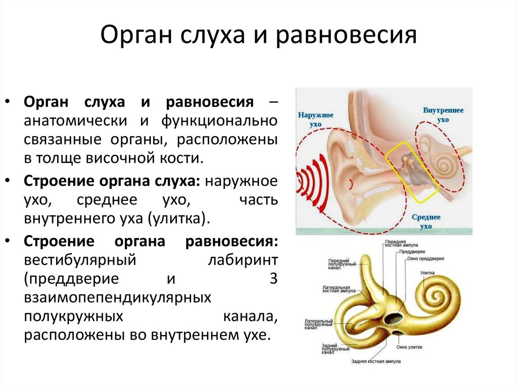 Орган слуха и равновесия