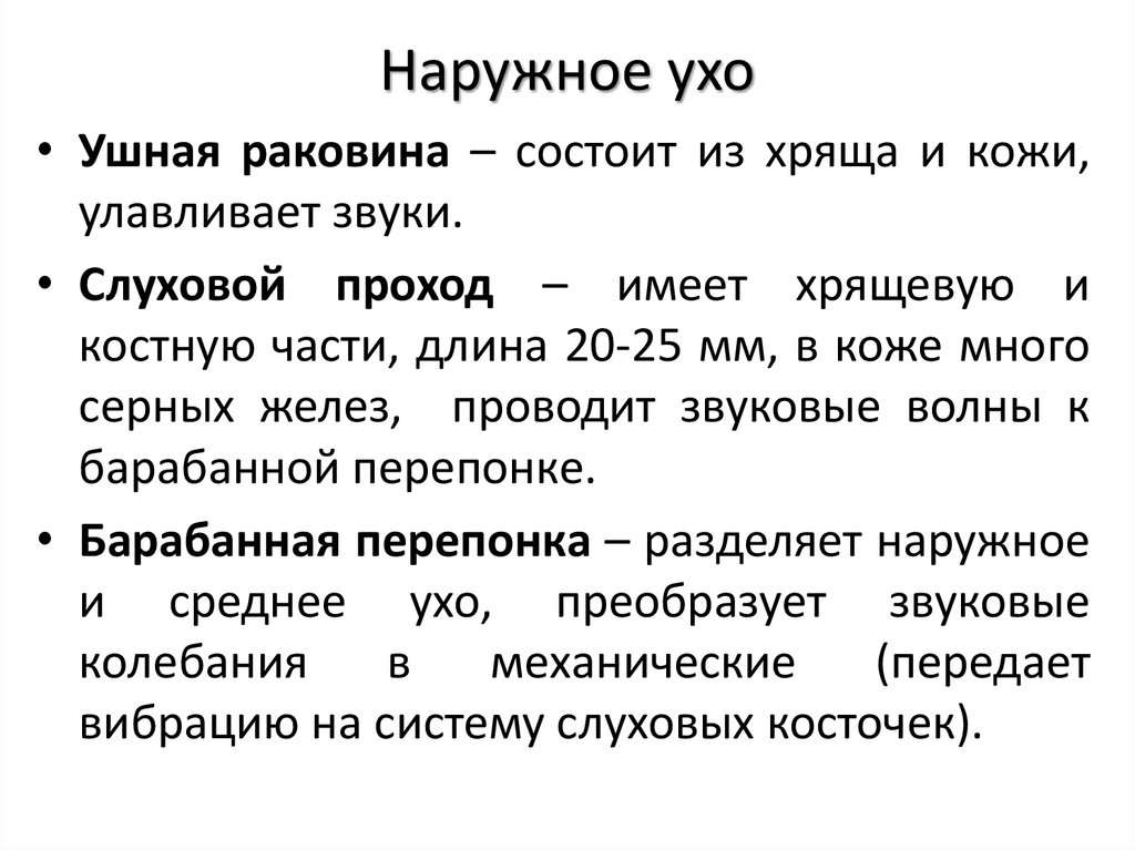 Наружное ухо